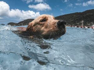 Cachorro nadando no mar. Foto: Canva.