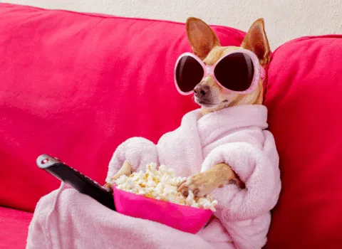 cachorro assistindo TV