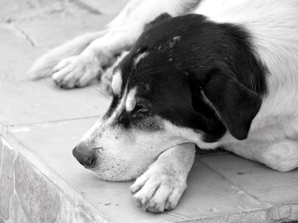 reduzir a ansiedade do cachorro