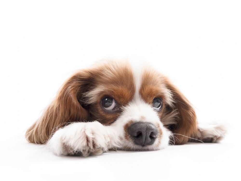 saber se o cachorro está feliz ou triste