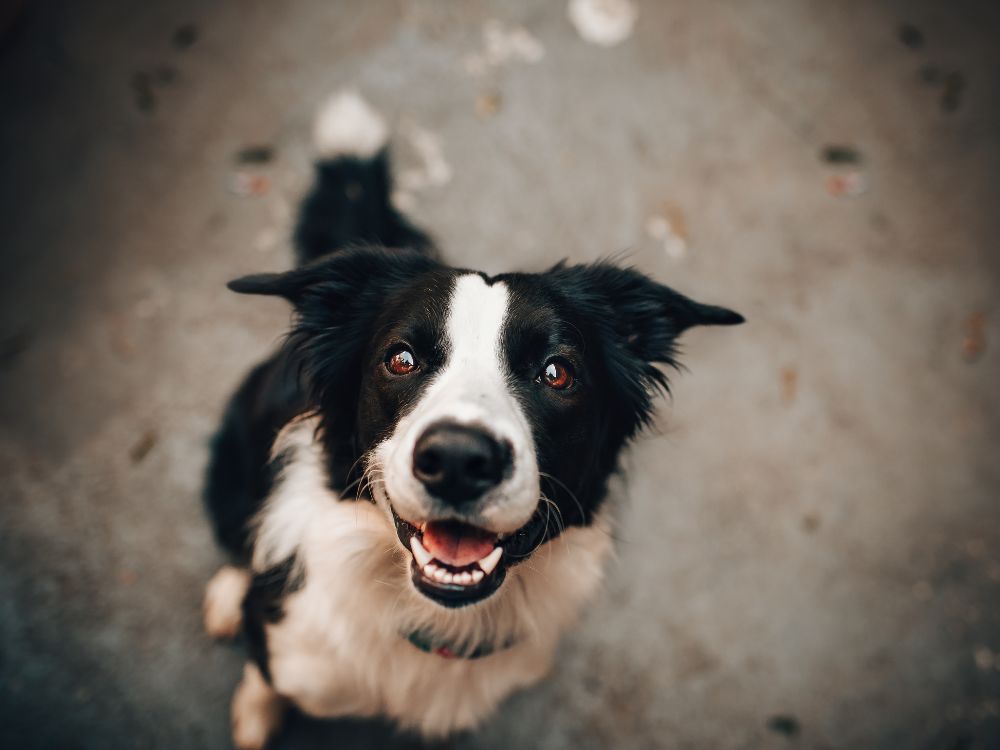 saber se o cachorro está feliz ou triste