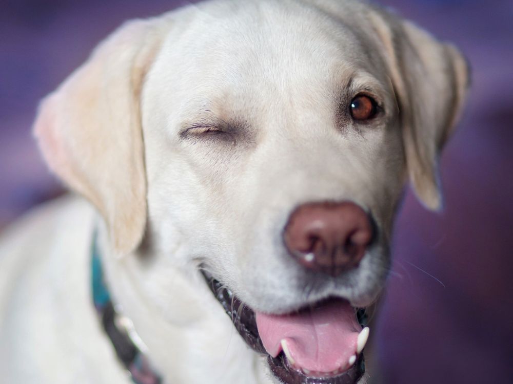 saber se o cachorro está feliz ou triste