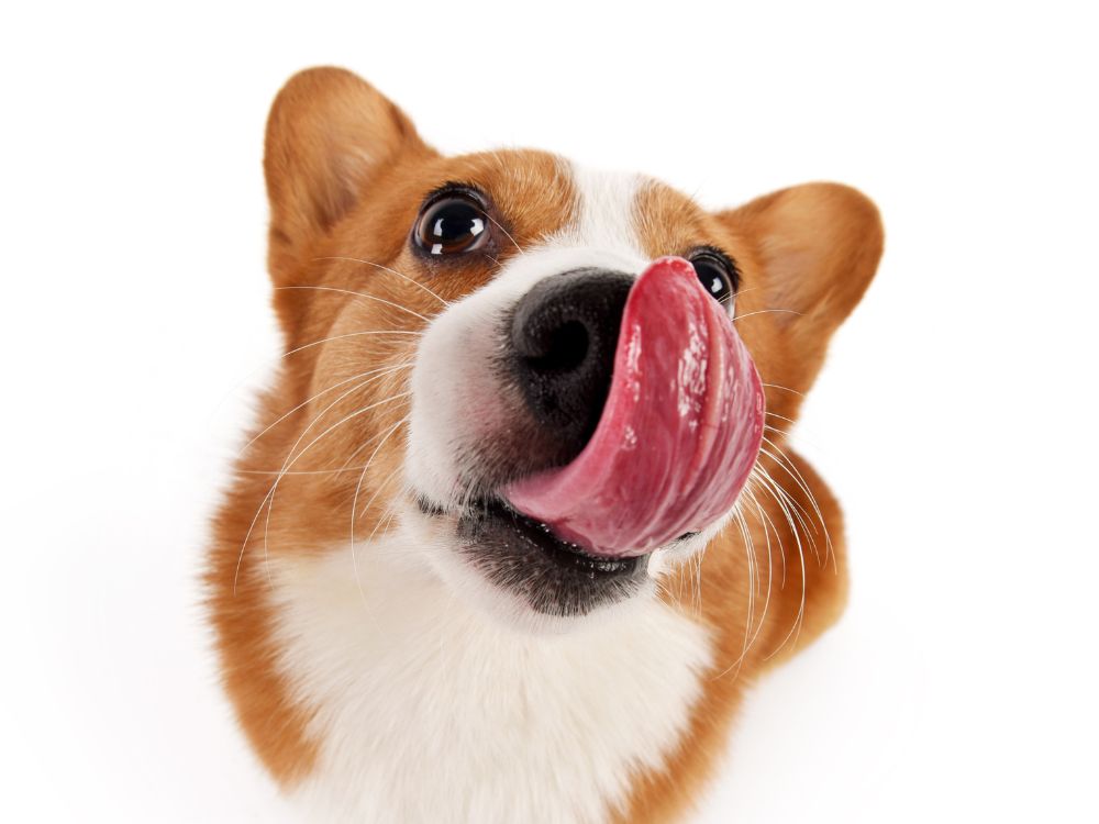 saber se o cachorro está feliz ou triste