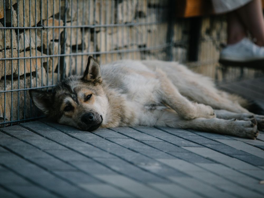 saber se o cachorro tem problemas emocionais