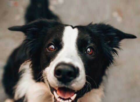 saber se o cachorro está feliz ou triste