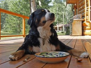 Cachorro do lado do seu pratinho de comida que está vazio. Foto: Canva.