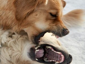 Cachorros brigando e mostrando os dentes. Foto: Canva.