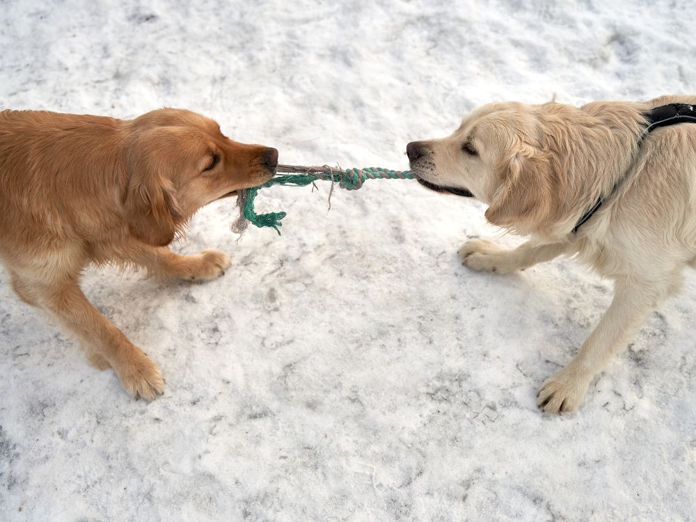 Brigas entre cachorros