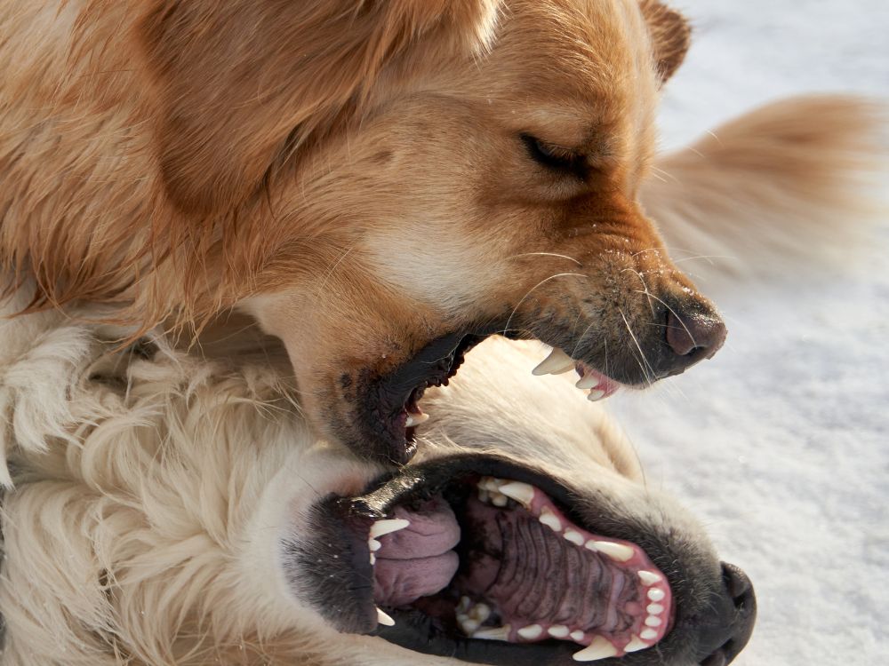 Brigas entre cachorros