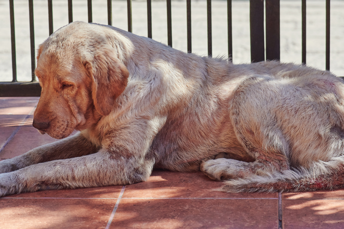 cachorro doente