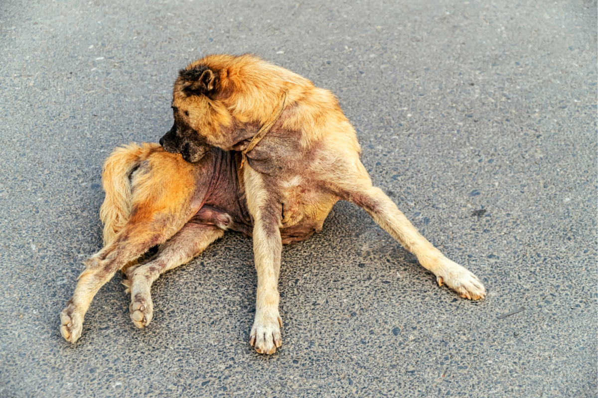 cachorro se coçando