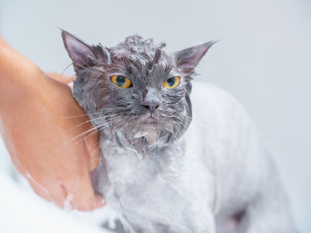 cuidados com a higiene do gato