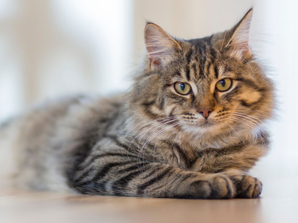 cuidar dos pelos do gato