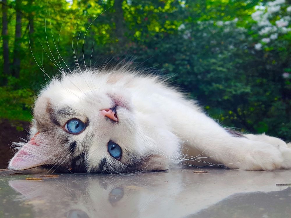 cuidar dos pelos do gato