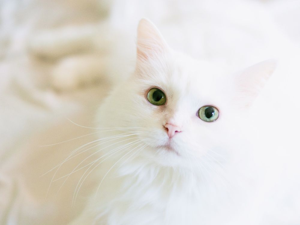 cuidar dos pelos do gato