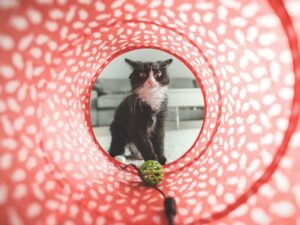 Gato brincando no túnel colorido. Foto: Canva.