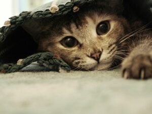 Gatinho se escondendo embaixo do tapete. Foto: Canva.
