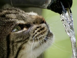 Gatinho bebendo água. Foto: Canva.