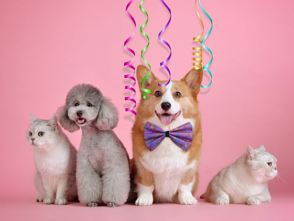 Decoração de aniversário para cachorro