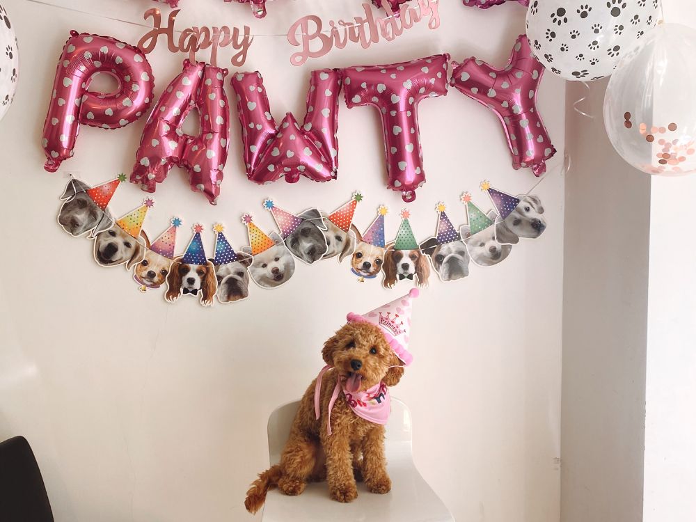 Decoração de aniversário para cachorro
