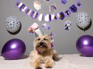Cachorro posando para foto no seu aniversário. Foto: Canva.