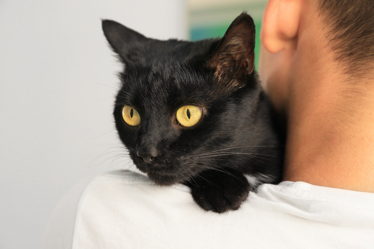 gatos pretos