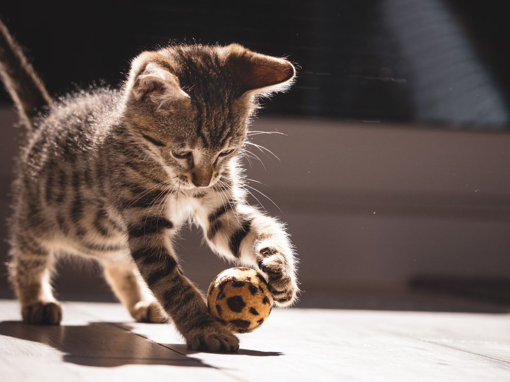 Presentes para gatos