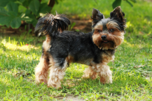 Yorkshire Terriers - Foto: canva