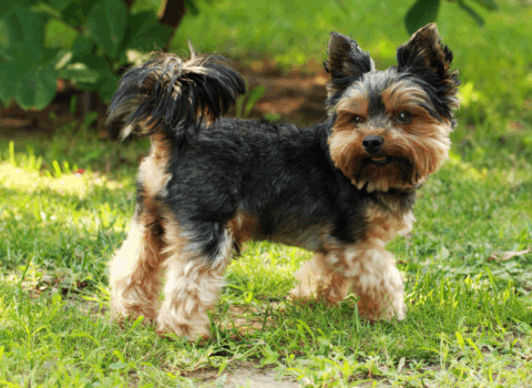 Yorkshire Terriers