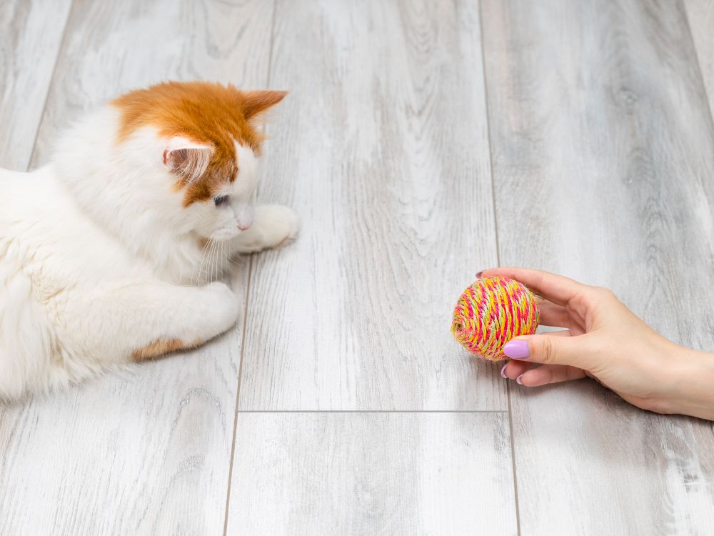 Tutora entregando uma bolinha ao gato