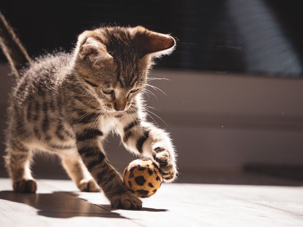 gato brincando com uma bola