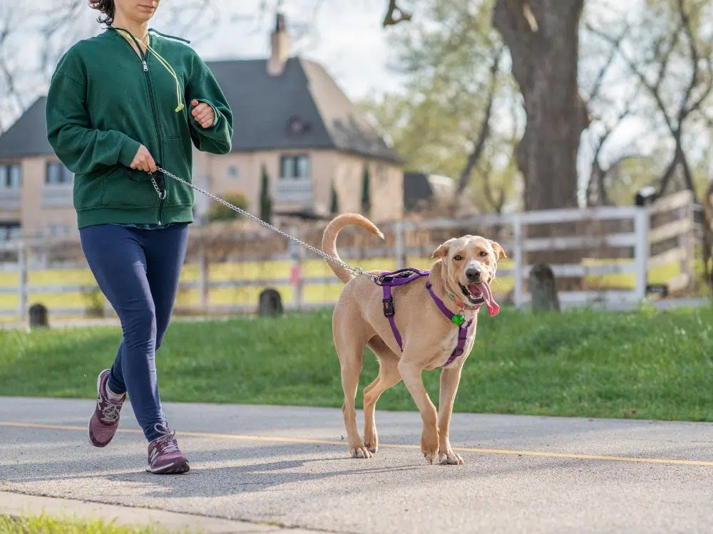 dicas de segurança para passeios com cachorros