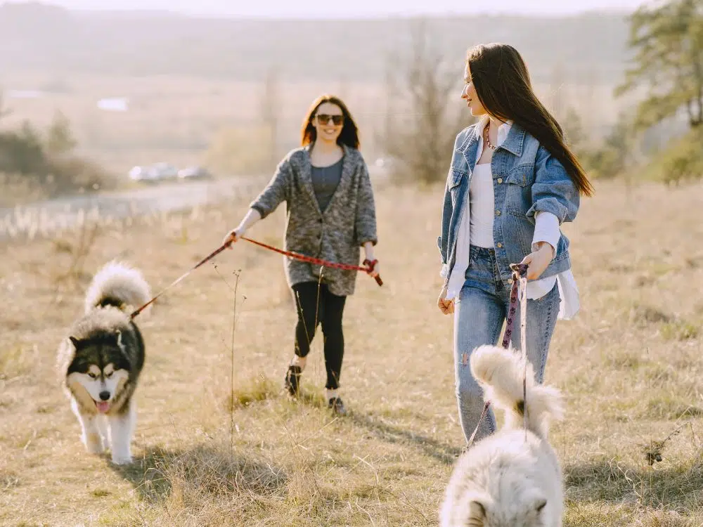 dicas de segurança para passeios com cachorros