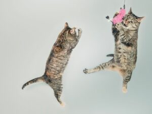 Cenas do gatinho saltando no ar Foto: Canva.