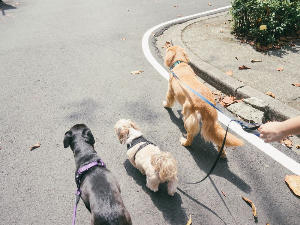 motivos para passear todos os dias com o cachorro