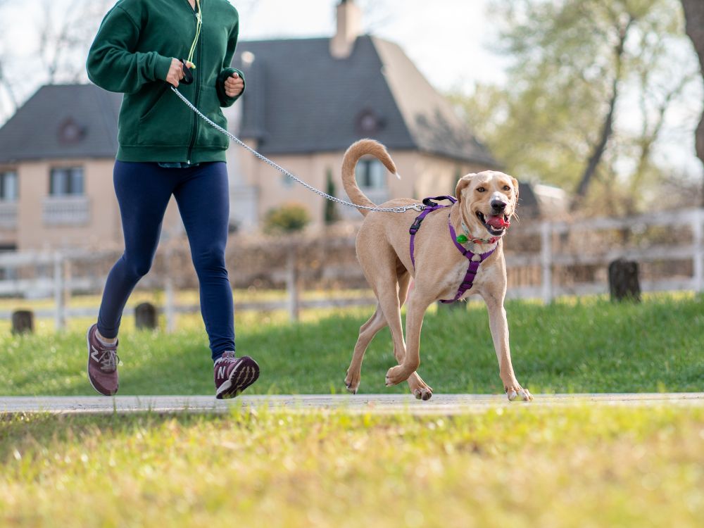 motivos para passear todos os dias com o cachorro