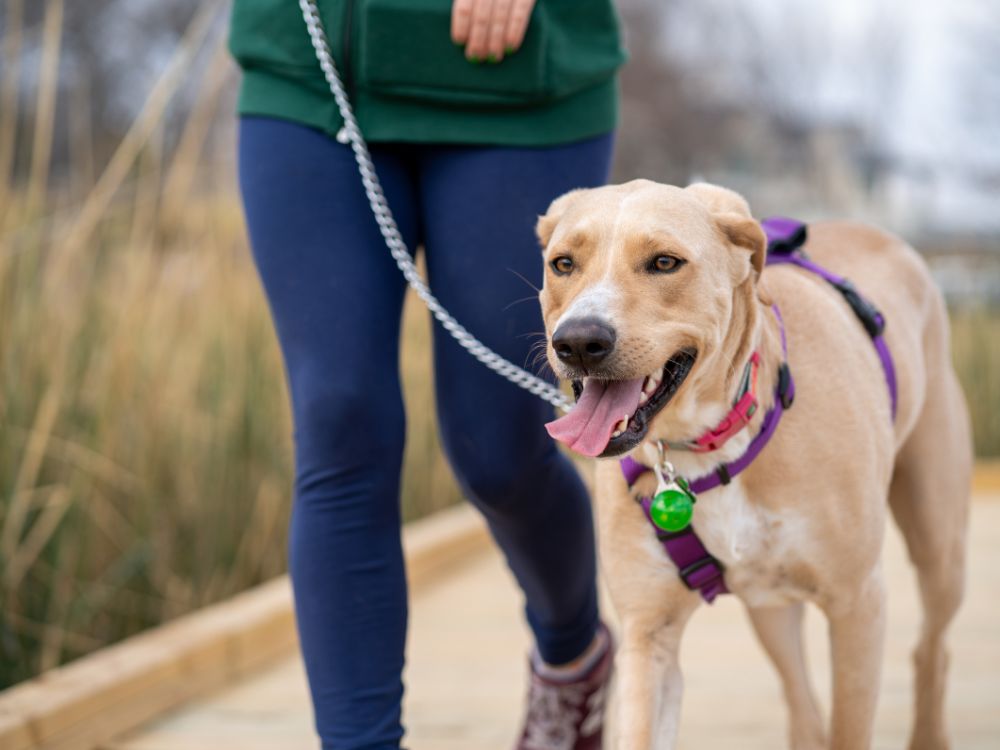 motivos para passear todos os dias com o cachorro