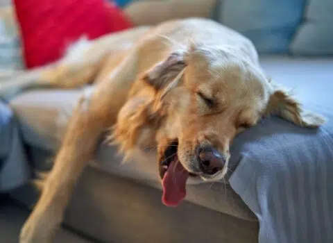 Como ajudar um cachorro com pesadelo?
