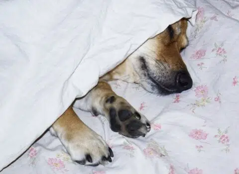Como ajudar um cachorro com pesadelo?