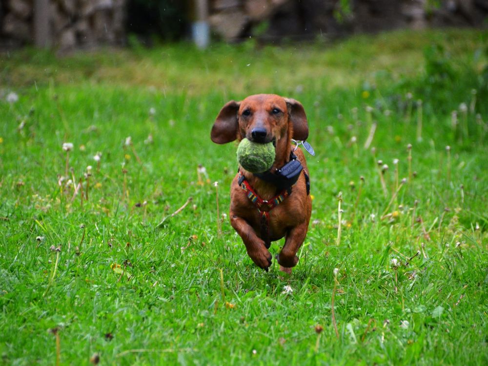 Como entreter o cachorro quando o tutor está ocupado?