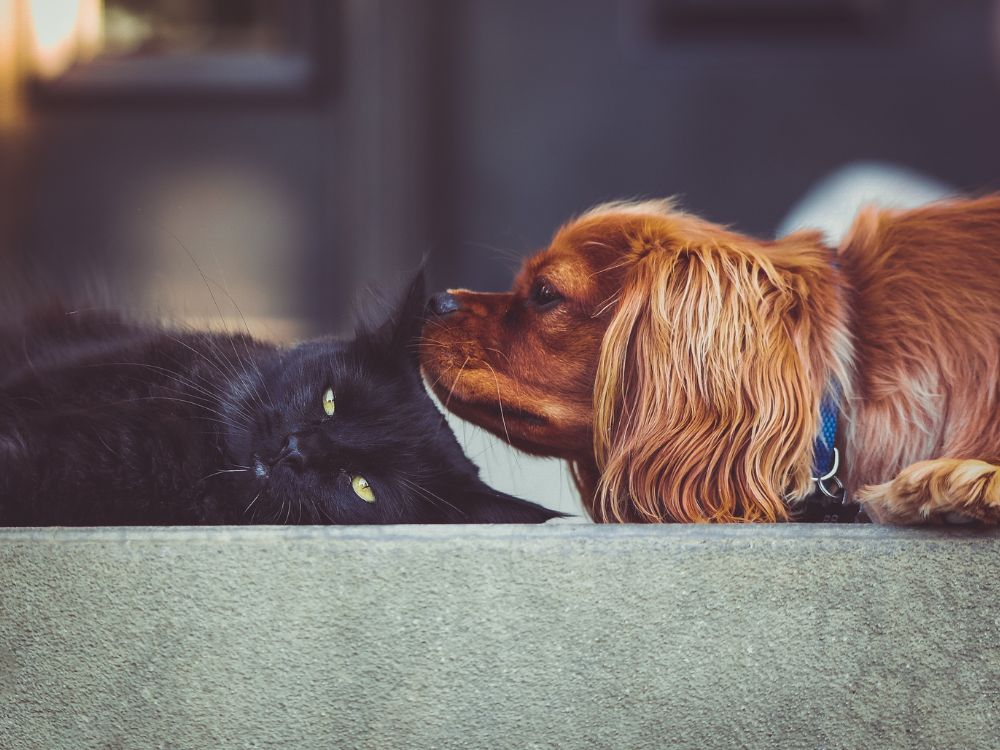 Como entreter o cachorro quando o tutor está ocupado?