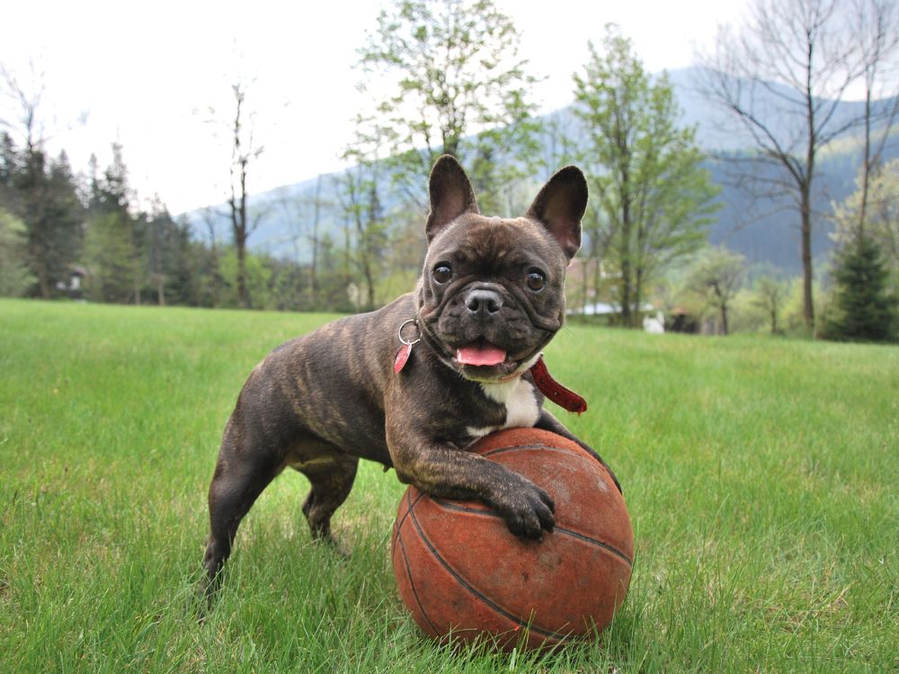 Como entreter o cachorro quando o tutor está ocupado?