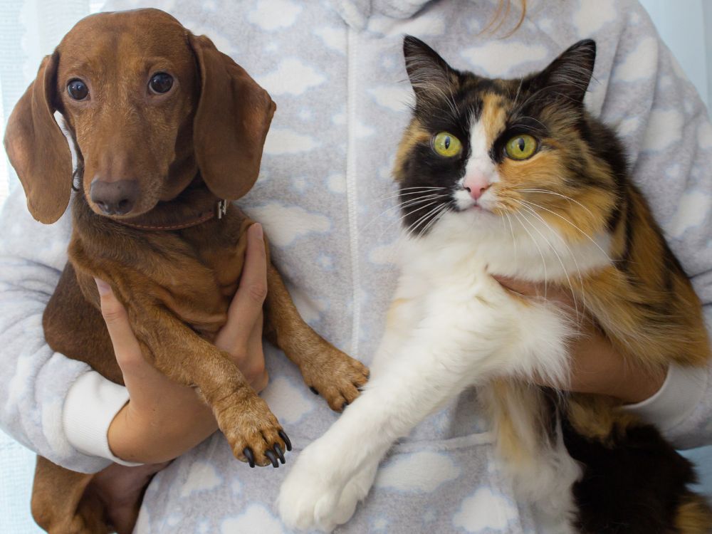 Tutor segurando gato e cachorro no colo