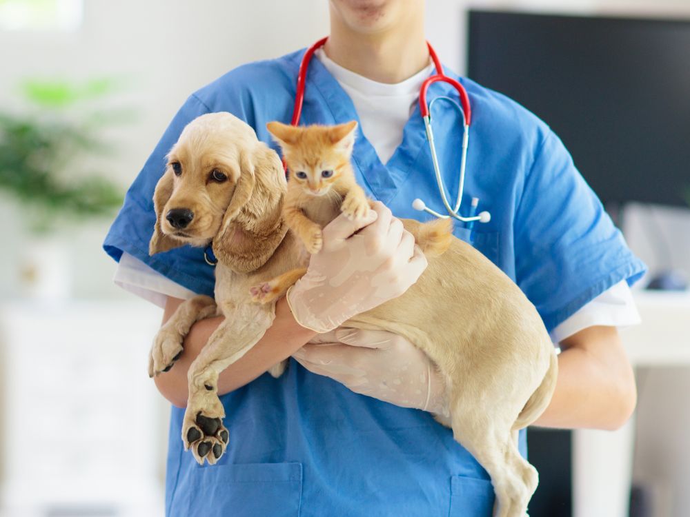Cachorro e gatinho no colo do veterinário