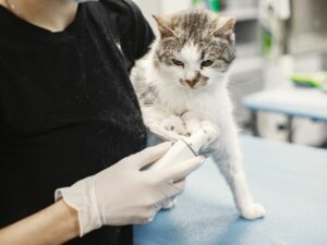 Veterinária cortando as unhas do gato. Foto: Canva.