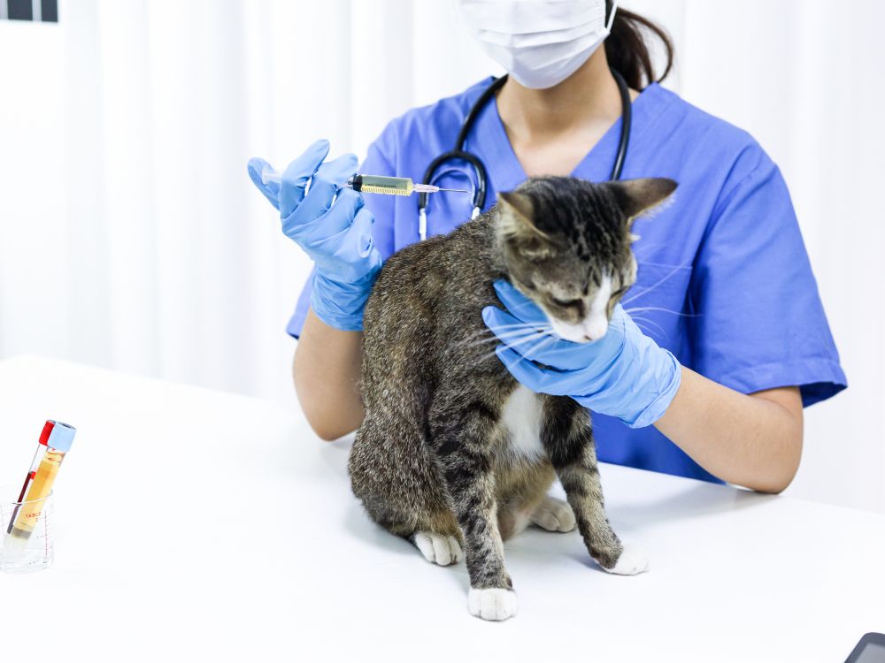Veterinária dando vacina no gato