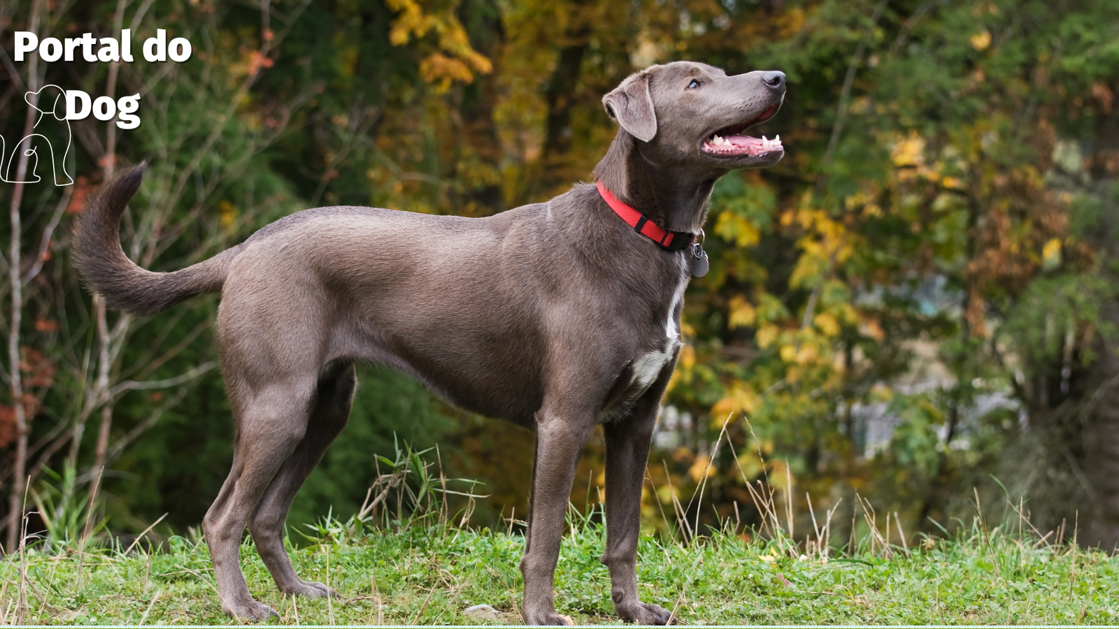 As 6 principais raças de cães azuis que você precisa conhecer 1 Blue Lacy