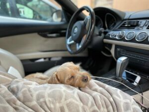 Cachorro dormindo em uma coberta dentro do carro. Foto: Canva.
