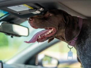 Cachorro babando dentro do carro. Foto: Canva.