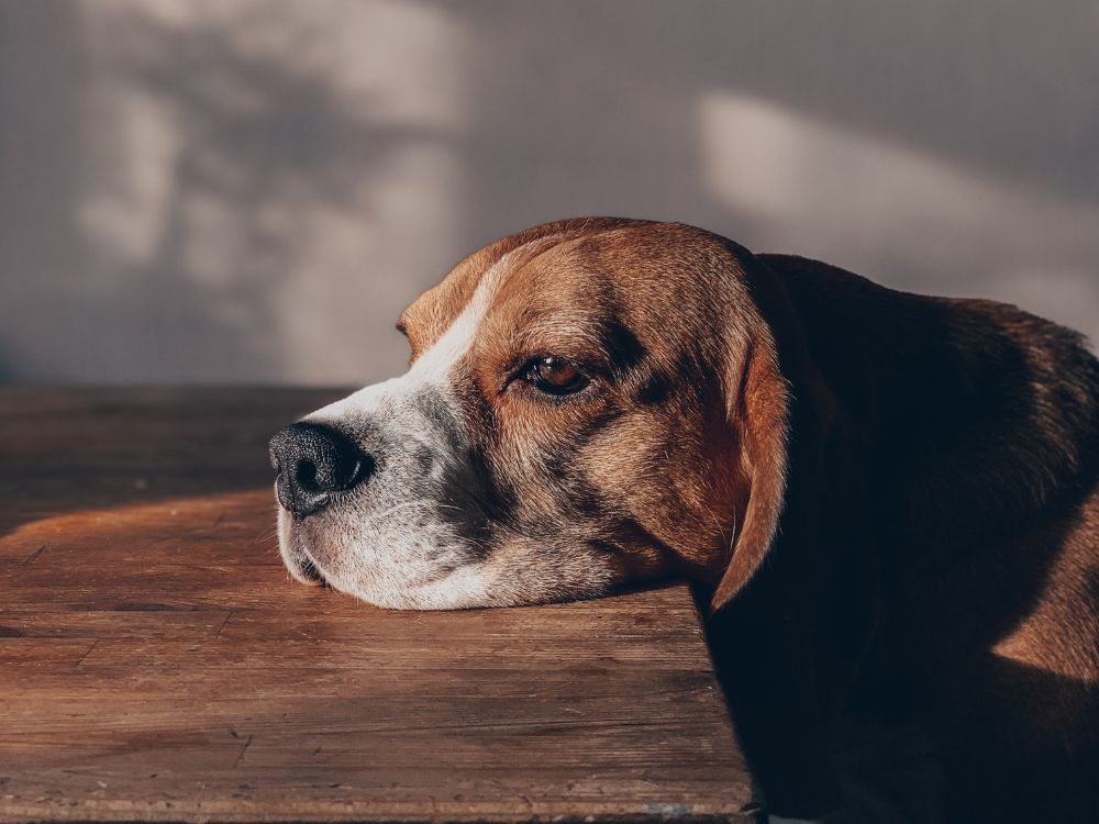 Cachorro entediado com a cabeça apoiada na mesa